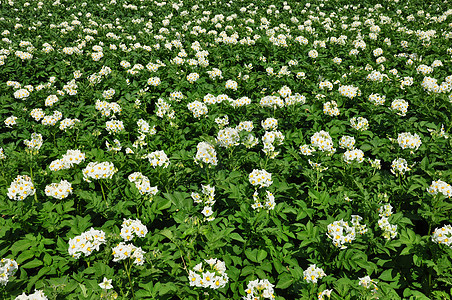 土豆田白色场地农业植物群马铃薯草本植物农场植物图片