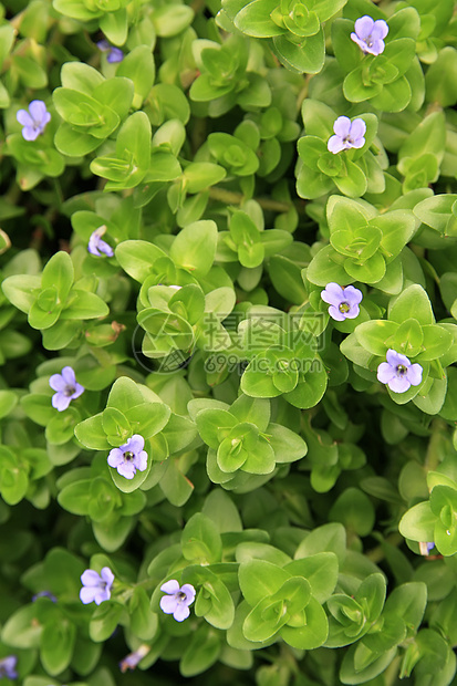 许多叶叶活力植物黄色绿色植物学叶子枝条白色阳光太阳图片