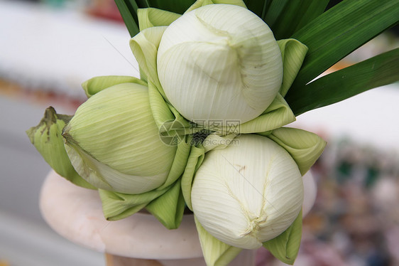 莲花公园植物植物群冥想荒野叶子异国季节宏观荷花图片