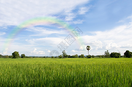 大稻田草地植物培育天空气候场地热带彩虹季节绿色图片