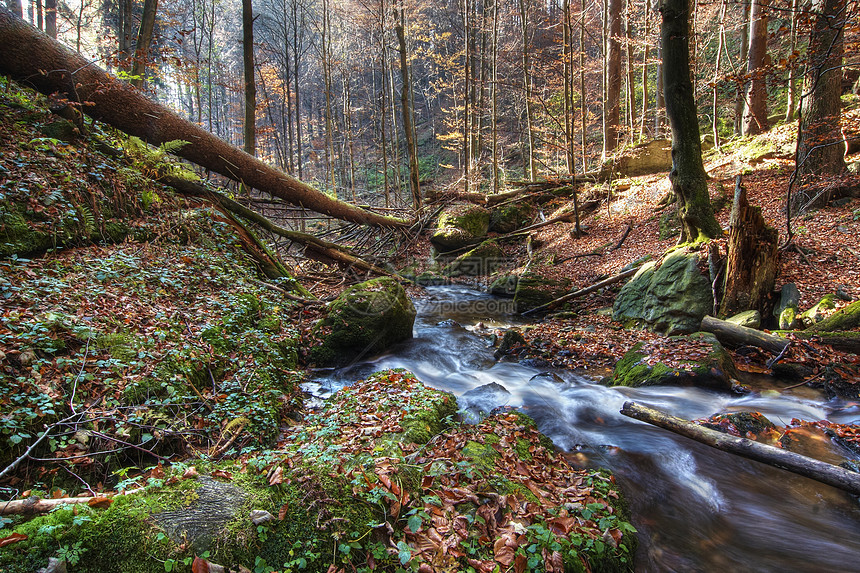 森林中的溪水休息荒野森林树木地区溪流流动木材针叶流水图片