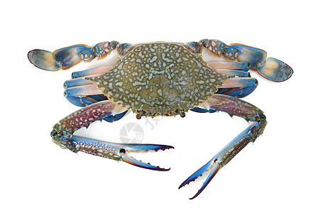 蓝蟹螃蟹侵略海鲜食物图片