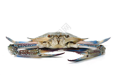 蓝蟹海鲜侵略食物图片