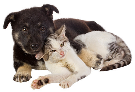 小狗和小猫摄影伙伴白色猫咪毛皮爪子工作室宠物乐趣朋友背景图片