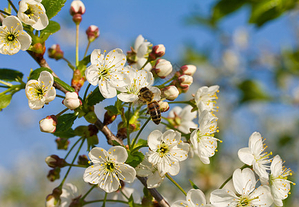 蜜蜂授粉樱花图片