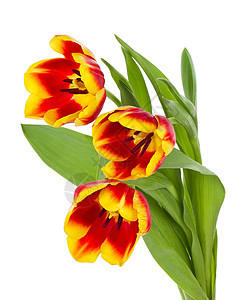 红黄色郁金香郁金香花束叶子红色花瓣礼物脆弱性绿色白色植物图片