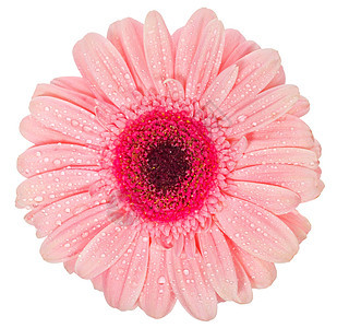 粉粉色梅花花植物白色脆弱性雌蕊花瓣格柏图片