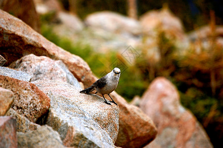 摇滚鸟鸟岩石动物群巨石背景图片