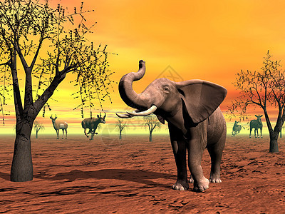 萨凡纳现场天空哺乳动物动物荒野旅游风景日出橙子沙漠野生动物图片