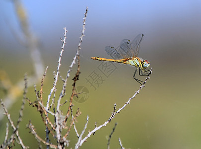 苍蝇的自然性质翅膀动物生物学环境动物群枝条野生动物生活昆虫蛇尾图片