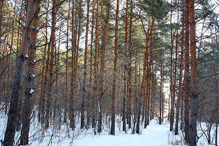 冬季森林阳光风景天气城市荒野场景季节松树针叶孤独图片