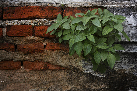 墙上的植物建筑学建筑气氛力量石头登山者古董石膏宽慰植物学图片