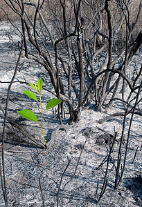 燃烧的森林和绿芽图片