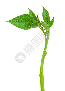 年轻的土豆芽叶子植物绿色食物背景图片