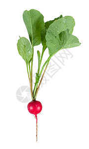 新鲜萝卜食物红色营养绿色植物填料蔬菜叶子白色沙拉图片