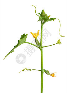 黄瓜芽活力绿色白色食物植物生长摄影蔬菜黄色叶子图片