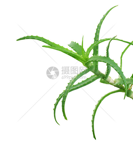 芦荟白饮料凝胶宏观药品背景叶子植物力量治愈草本植物图片