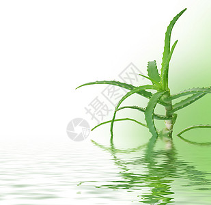 新鲜 Aloe Vera洪水皮肤皮肤科宏观草本植物养分溶剂免疫饮料边界图片