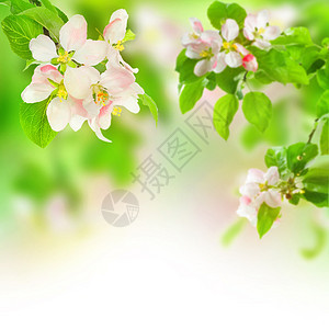 苹果闪光花园果园植物学叶子植物边界生长雌蕊香气晴天图片