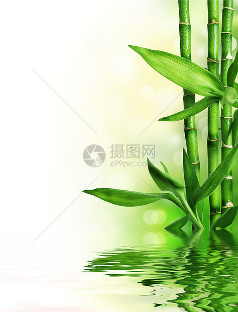 竹子植物生态边界热带风水文化环境温泉丛林花园图片