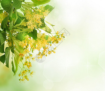 林树花边疆界植物花瓣药品球座工作室叶子荒野边界植物群图片