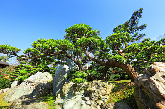 中国菜园锦鲤园艺公园绿色植物反射绿化园林晴天花园冥想图片