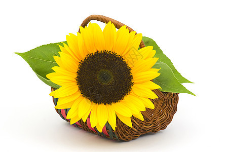 篮子中的向日葵棕色黄色太阳植物群水平白色圆形花园框架园艺图片