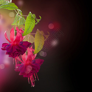 Fuchsia花朵 摘要植物背景拼贴画杂交种宏观紫红色植物群花瓣热带边界美丽叶子图片
