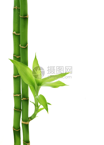 白竹子孤立于白环境园艺生长生活丛林边界叶子植物花园热带图片