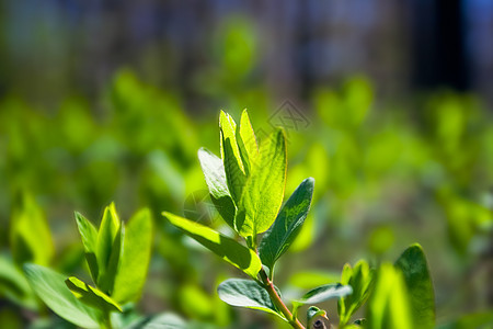 春季春天墙纸生态风格花园灌木宏观季节草地晴天风景背景图片