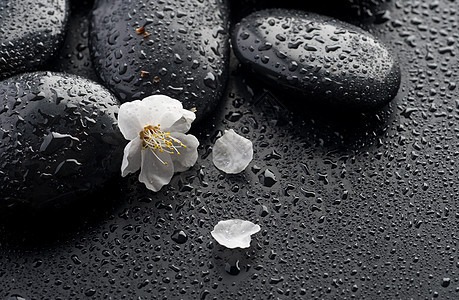 湿锌斯帕石头和春花图片