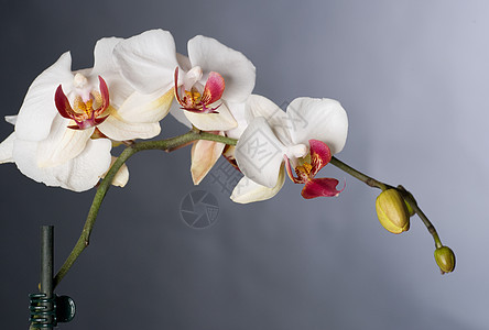 美丽的兰花边界情调植物群异国墙纸宏观礼物植物学工作室热带图片