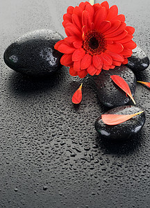 Zen Spa 湿石与红花花瓣石头生活福利植物文化反射温泉卵石岩石图片