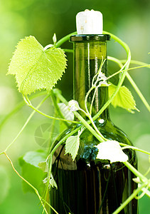 瓶酒和葡萄叶葡萄园农业瓶子植被植物叶子玻璃晴天藤蔓季节图片