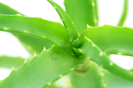 Aloe Vera 特写养分宏观力量溶剂免疫植物凝胶皮肤科皮肤药品图片