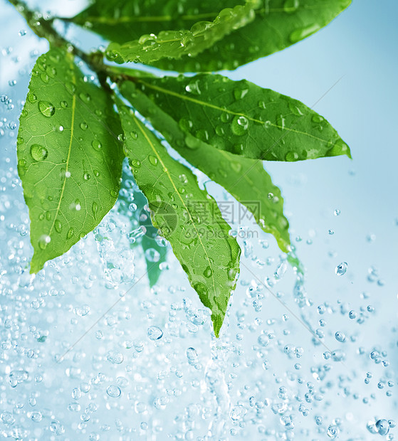 带水滴的美丽新叶子保湿运动水分宏观团体太阳墙纸树木静脉桌面图片