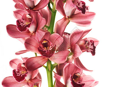 美丽的白兰花植物学异国展示工作室礼物紫色宏观植物群情调边界图片