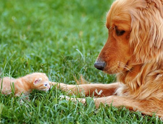 狗和小猫金子草地猫咪友谊宽容婴儿朋友朋友们犬类宠物图片