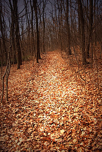 秋季森林道路树木公园季节叶子魔法小路季节性橡木树叶木头图片