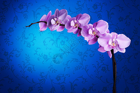 美丽的兰花蓝云植物热带紫色植物群情调宏观工作室异国墙纸脆弱性图片