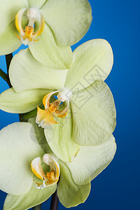 兰花缝合花瓣展示脆弱性情调蓝色工作室植物群宏观植物美丽图片