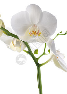 美丽的白兰花边界植物群脆弱性兰花情调植物展示礼物工作室植物学图片