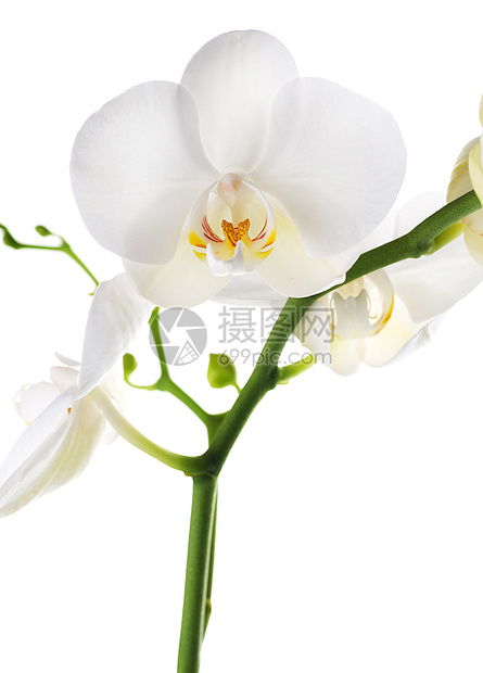 白兰花植物植物学热带异国展示脆弱性植物群情调礼物花瓣图片