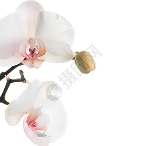 美丽的兰花植物群宏观异国工作室墙纸情调热带花瓣展示礼物图片