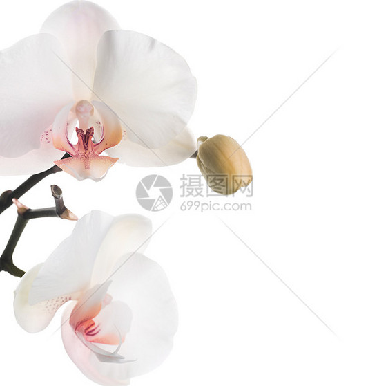 美丽的兰花植物群宏观异国工作室墙纸情调热带花瓣展示礼物图片