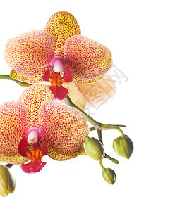 白兰花脆弱性反射植物宏观植物学美丽植物群礼物热带花瓣图片