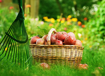 篮子中的健康有机苹果农场叶子收成季节蔬菜食物生物农村太阳背光图片