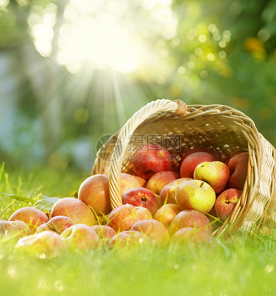 篮子中的健康有机苹果蔬菜园艺果园生长农场植物横梁生物季节农村图片