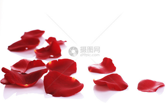 玫瑰金属边界工作室美味框架宏观白色花瓣玫瑰礼物红色水平图片