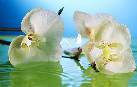 水中的白兰花液体天堂兰花植物群绿色温泉宏观治疗沙龙蓝色图片